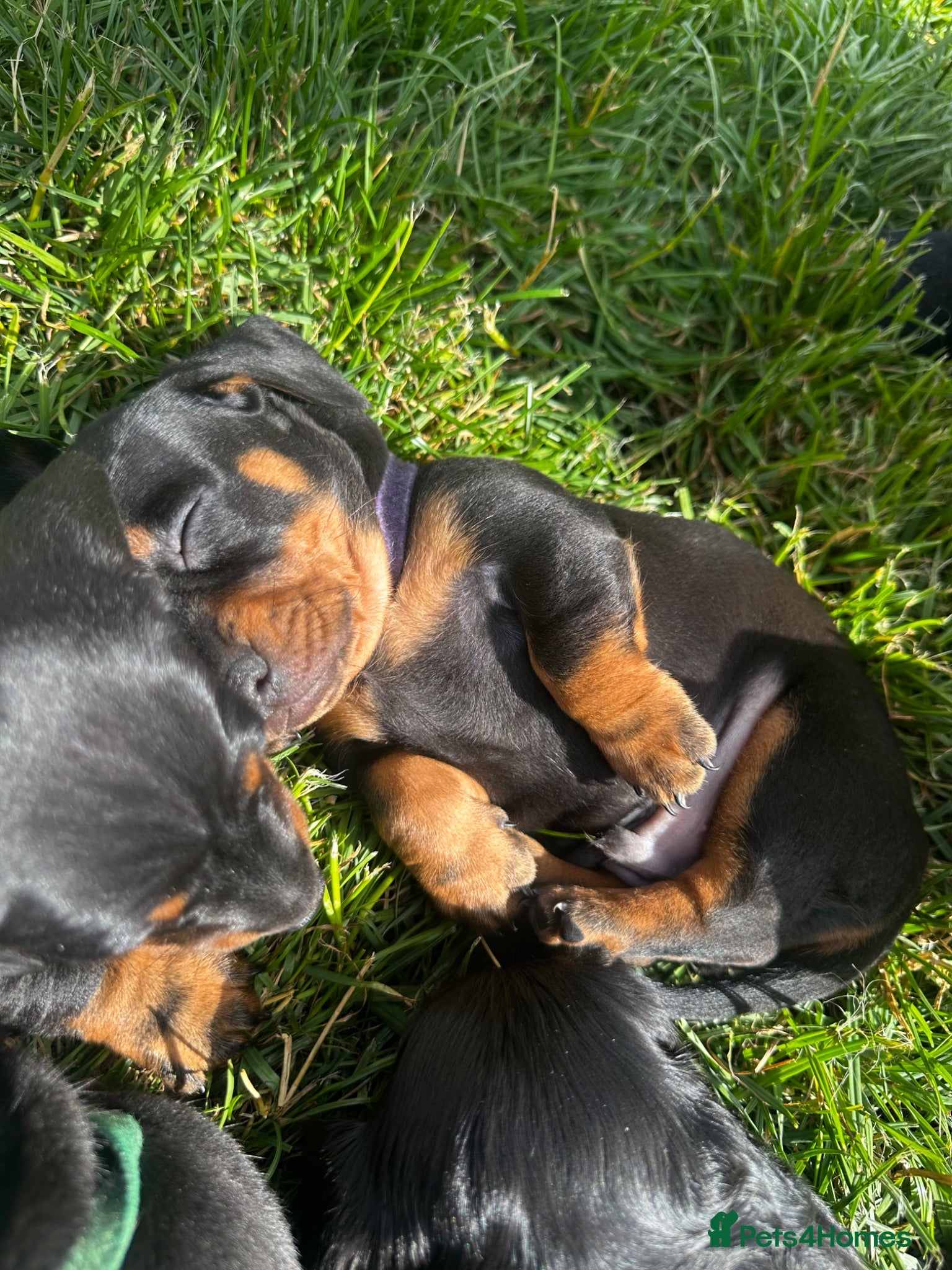 Miniature Dachshund dogs Beautiful Miniature Dachshund Puppies  - Advert 4