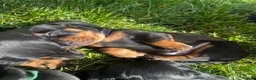 Miniature Dachshund dogs for sale: Beautiful Miniature Dachshund Puppies  - Advert 1
