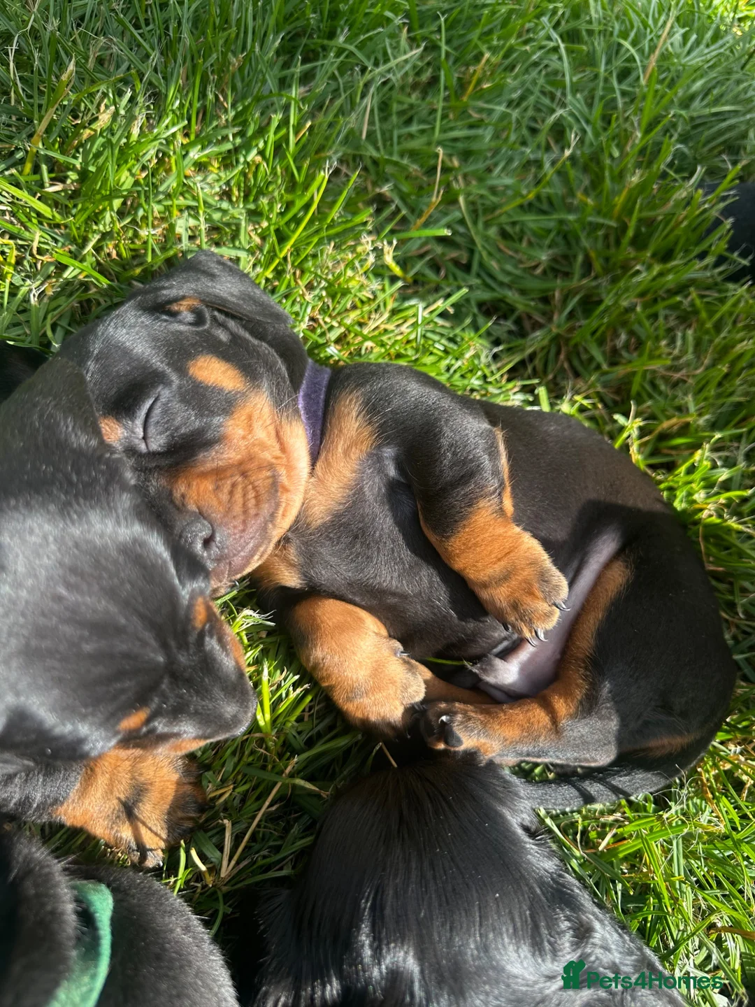 Miniature Dachshund dogs for sale: Beautiful Miniature Dachshund Puppies  - Advert 1