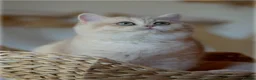 British Shorthair cats for stud: Exquisite blue golden import stud - Advert 4
