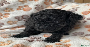 Toy Poodle dogs - Advert 8