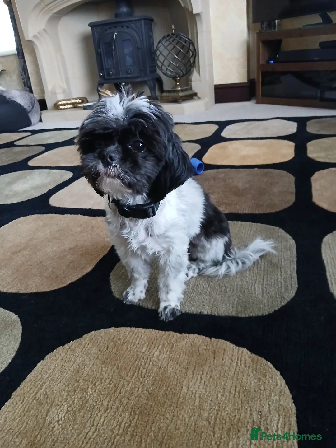 Shihpoo dogs for sale: Belle in Knutsford - Advert 2