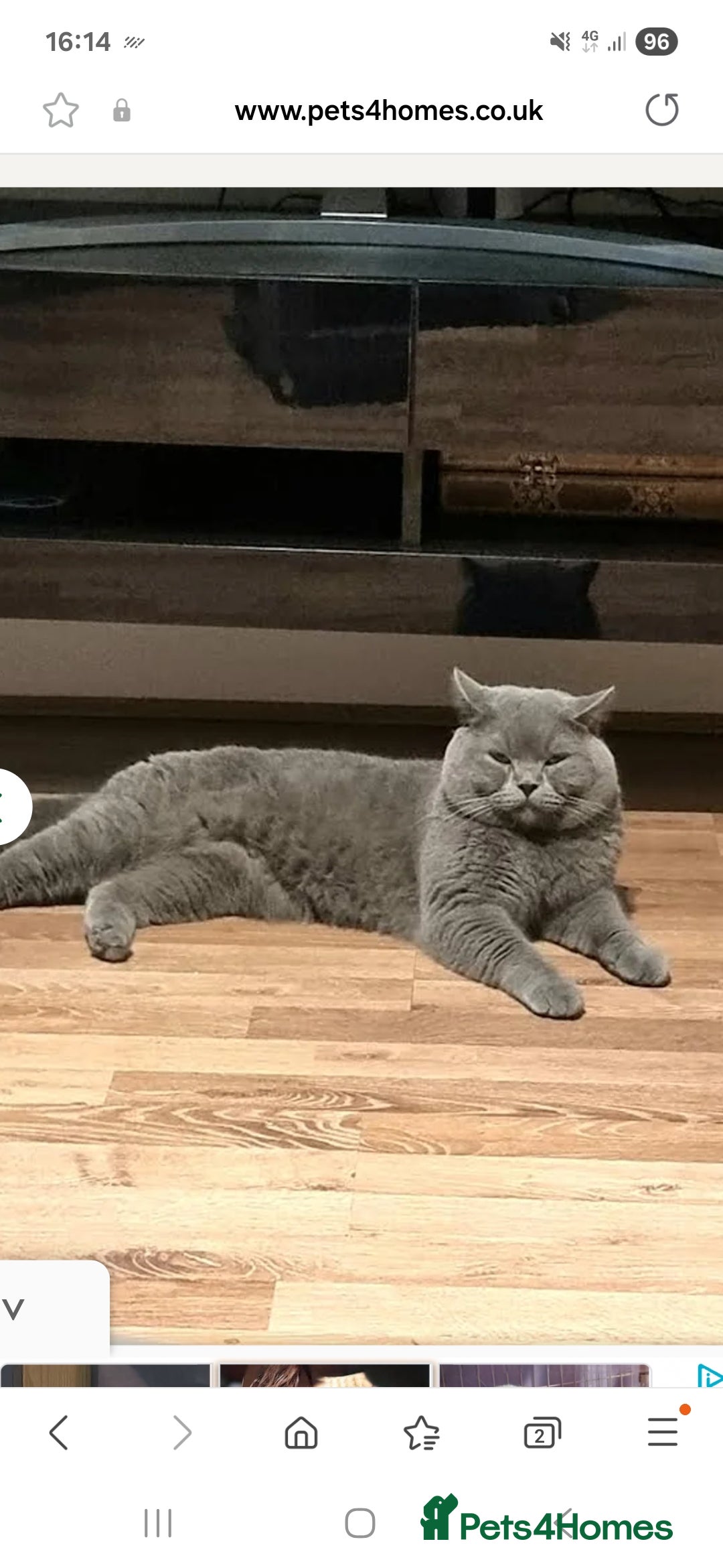 British Shorthair cats for sale: British Shorthair kittens from champion bloodline - Image 14