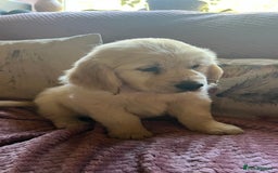 Golden Retriever dogs for sale: Golden Retriever huge big boned male puppy - Advert 13