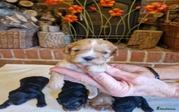 Cavapoo dogs for sale: Quality True mini Cavapoo Puppies in Eastleigh - Image 4