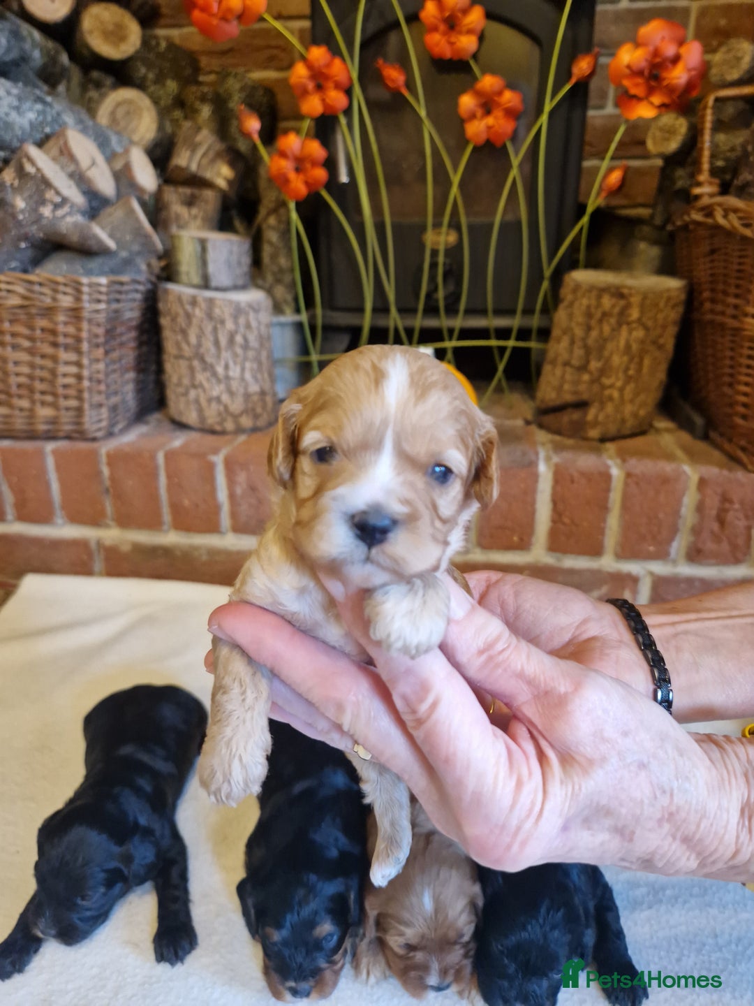 Cavapoo dogs for sale: Quality True mini Cavapoo Puppies in Eastleigh - Image 4