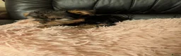 Chihuahua dogs for sale: Three small Yorkshire terriers for sale - Advert 6