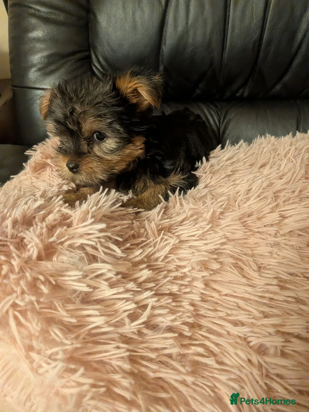 Chihuahua dogs for sale: Two small Yorkshire terriers for sale - Advert 2