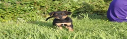 Huntaway dogs for sale: Huntaway puppies in Llanfyllin - Advert 9