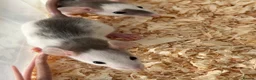 Rat rodents for sale: Baby dumbo rats for sale  - Advert 2