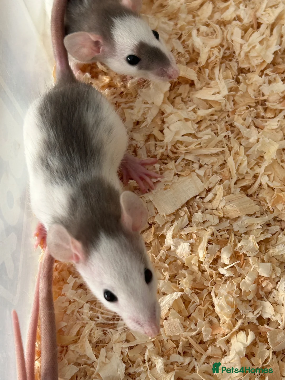 Rat rodents for sale: Baby dumbo rats for sale  - Advert 2