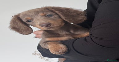 Miniature Dachshund dogs - Advert 2