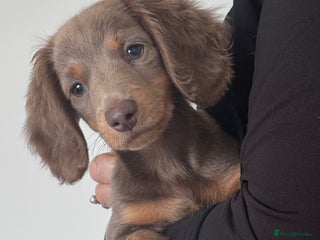 Miniature Dachshund dogs - Advert 15