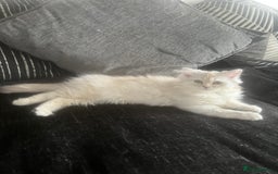Persian cats for sale: Long haired Persian. Chinchilla. in Shefford - Image 1