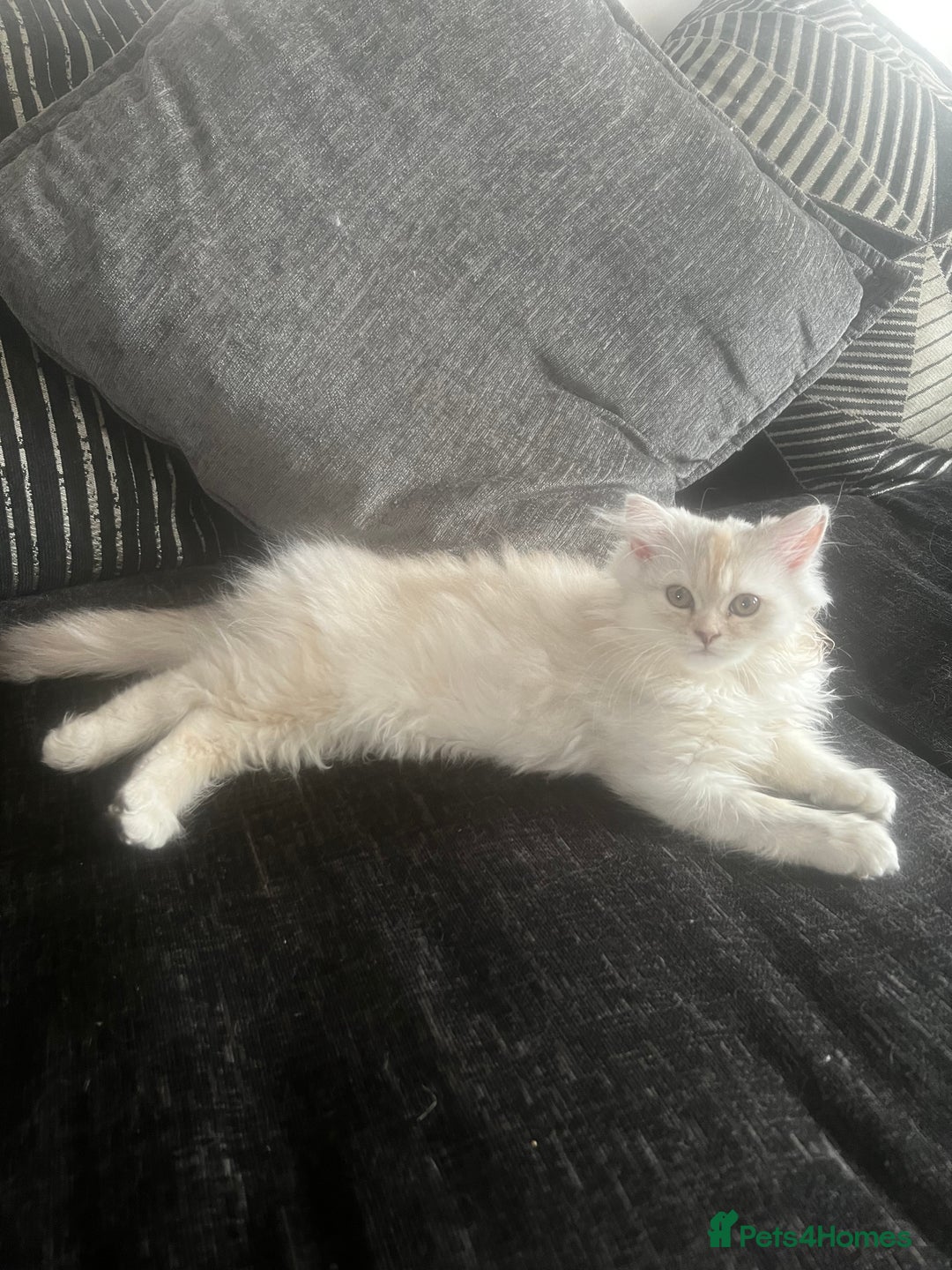 Persian cats for sale: Long haired Persian. Chinchilla. in Shefford - Image 1