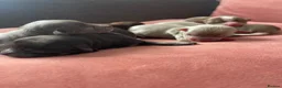 Chihuahua dogs for sale: Chihuahua puppies  - Advert 10