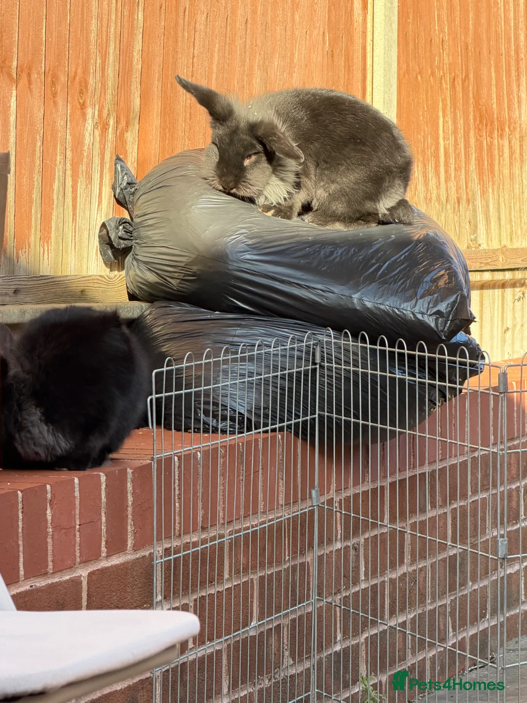Mini Lion Lop rabbits for sale: Gorgeous lion head loop in Portsmouth - Advert 3