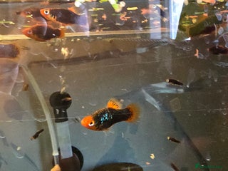 Platies fish - Advert 3