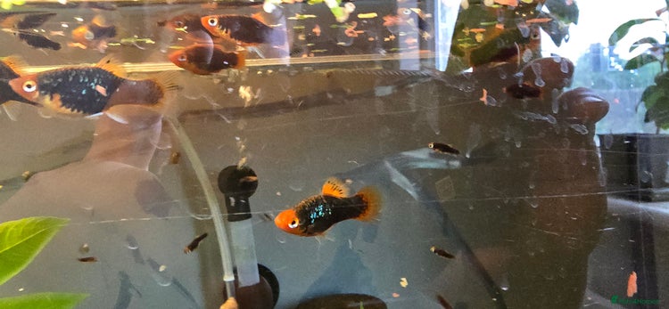 Platies fish - Advert 16