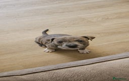 Staffordshire Bull Terrier dogs for sale: 4 PUPPIES STILL AVAILABLE - Image 6