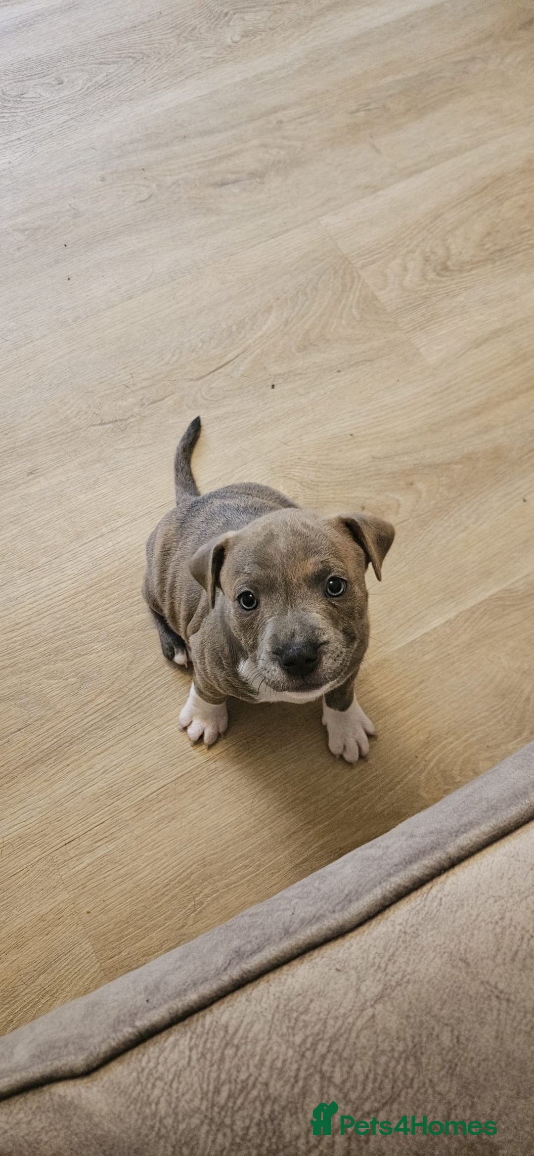 Staffordshire Bull Terrier dogs for sale: 4 PUPPIES STILL AVAILABLE - Image 6