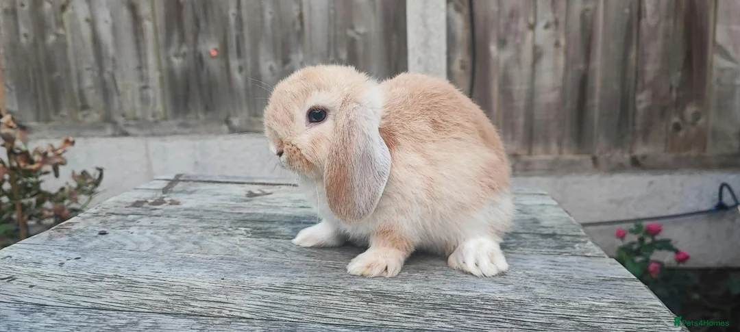 Mini Lop rabbits for sale: Minilop bunnies and Adult Female  - Advert 2
