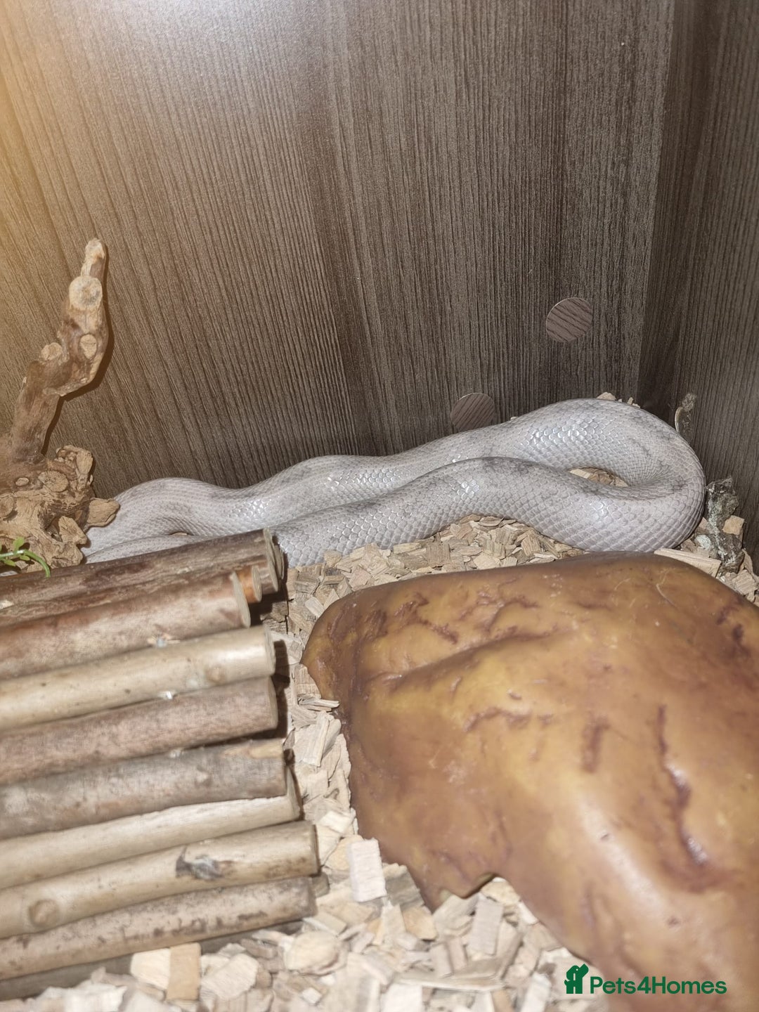 Corn Snake reptiles for sale: Corn Snakes  - Image 4