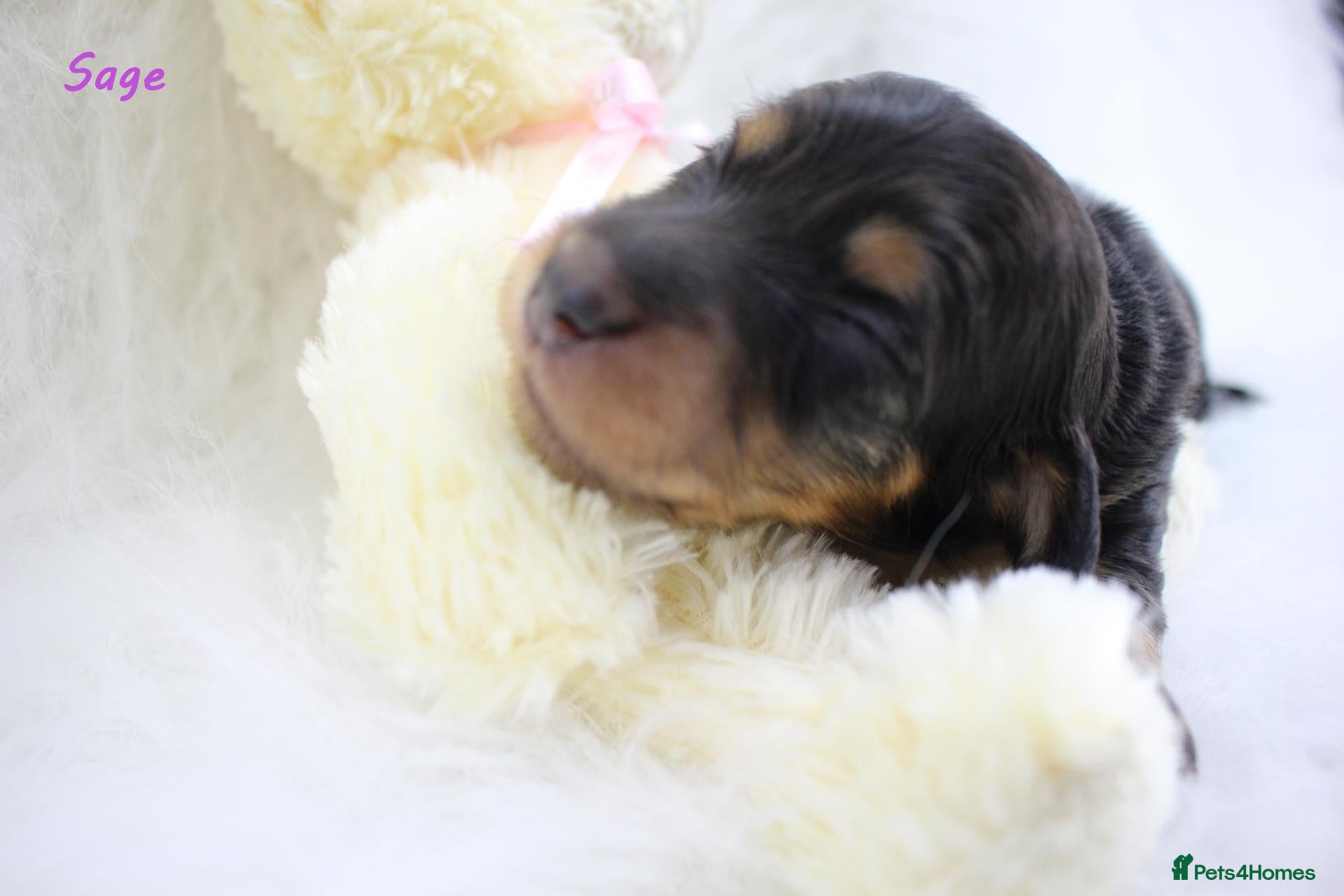 Miniature Dachshund dogs for sale: 🌟 Dapple & Black & Tan PRA Clear KC reg Dec 26 🌟 - Advert 1