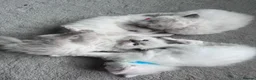 Ragdoll cats for sale: Gorgeous Ragdoll kittens for sale - Advert 7