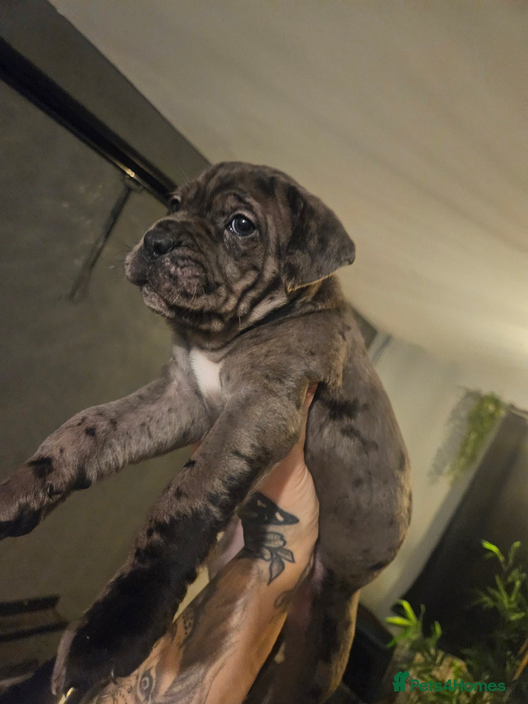 Cane Corso dogs for sale: Cane Corso Pups - Advert 1