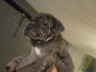 Cane Corso dogs Cane Corso Pups - Advert 8