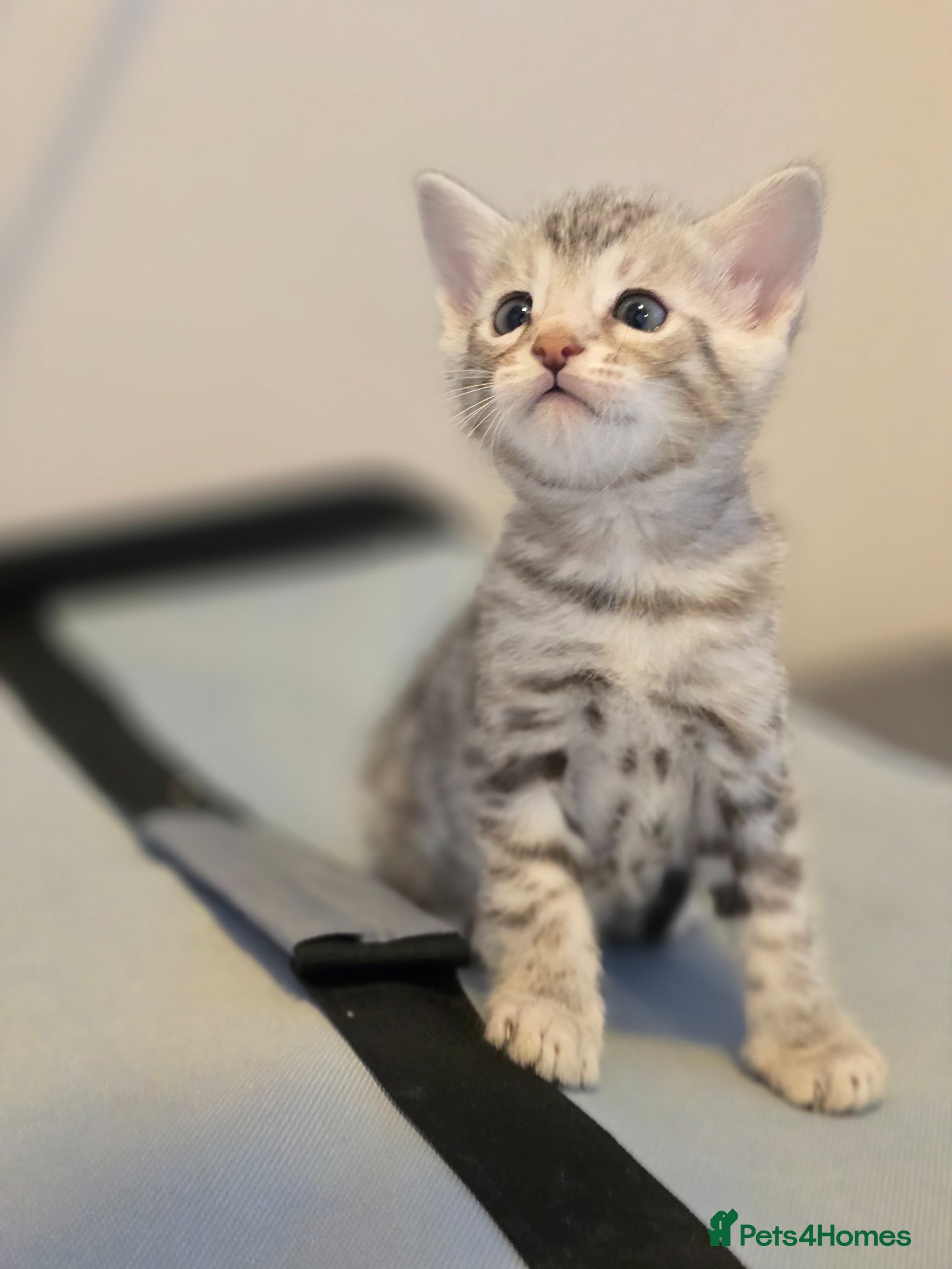 Bengal cats Bengal kittens  - Advert 1