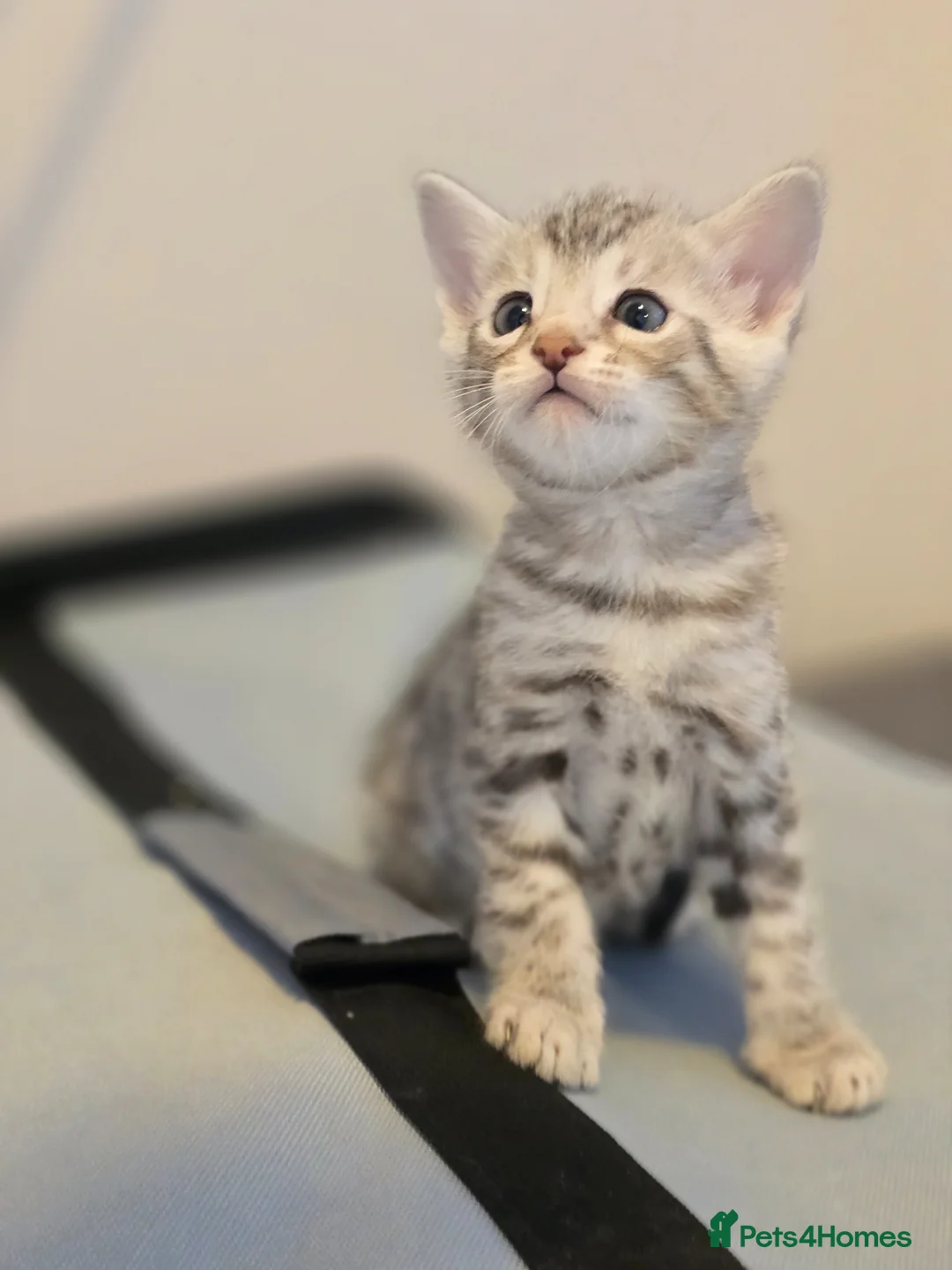 Bengal cats for sale: Bengal kittens  - Advert 1