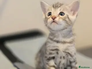 Bengal cats Bengal kittens - Advert 3