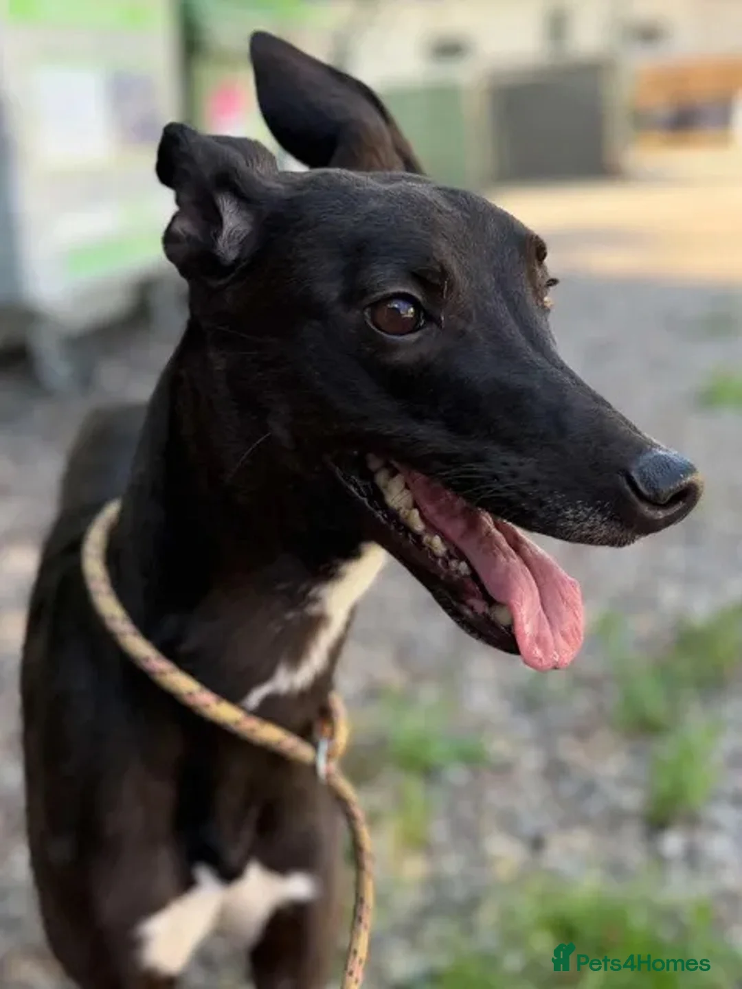 Lurcher dogs for adoption: Whippet sized Raven wants a loving forever home - Advert 1