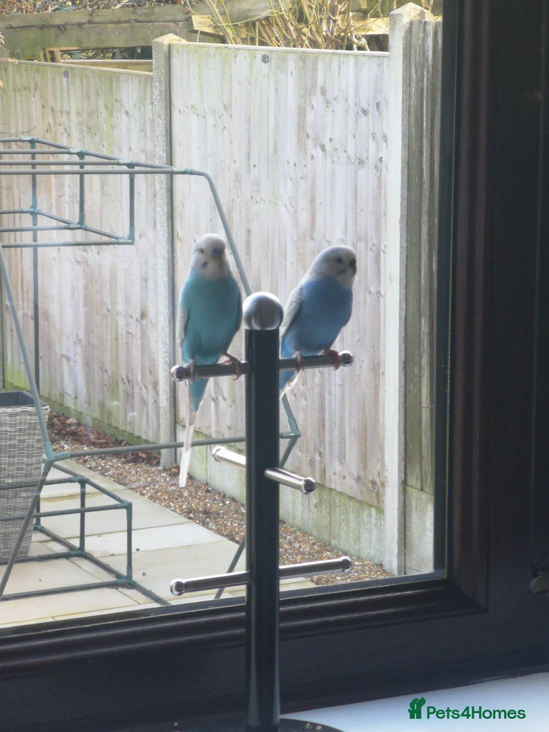 Budgerigars birds for sale: Budgerigars - one female one male - Advert 4