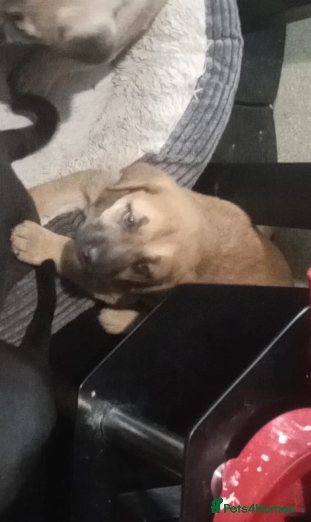 Mixed Breed dogs for sale: Caucasian shepherd cross puppies in Widnes - Advert 12