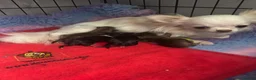 Chihuahua dogs for sale: Kc male long coat chihuahua puppies.  in South Shields - Advert 3