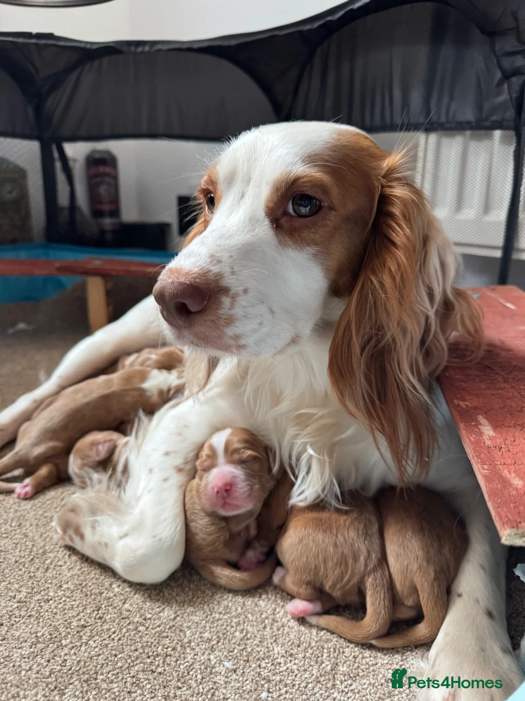 Cocker Spaniel dogs for sale: 4 COCKER SPANIEL MALES FOR SALE. - Advert 1