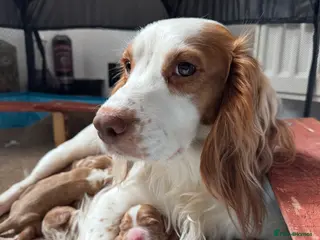 Cocker Spaniel dogs 4 COCKER SPANIEL MALES FOR SALE. - Advert 2