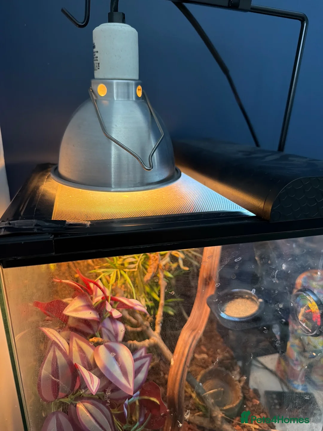 Gecko reptiles for sale: Juvenile Madagascan day gecko with terrarium - Advert 4