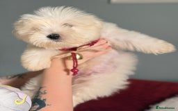 Maltese dogs for sale: Maltese x Pomeranian  - Advert 5