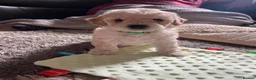 Mixed Breed dogs for sale: Cockapoochon Puppies in Lampeter - Advert 12