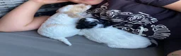 Cockapoo dogs for sale: READY - 1 BOY left 🐶Cockapoos🐶 parents tested  - Advert 14