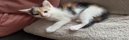 Mixed Breed cats for sale: Beautiful 9 Week Old Mixed Breed Kittens Ready Now - Advert 27