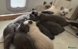 British Shorthair cats for sale: Beautiful British blues and colourpoints  - Image 1