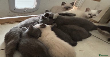 British Shorthair cats - Advert 8