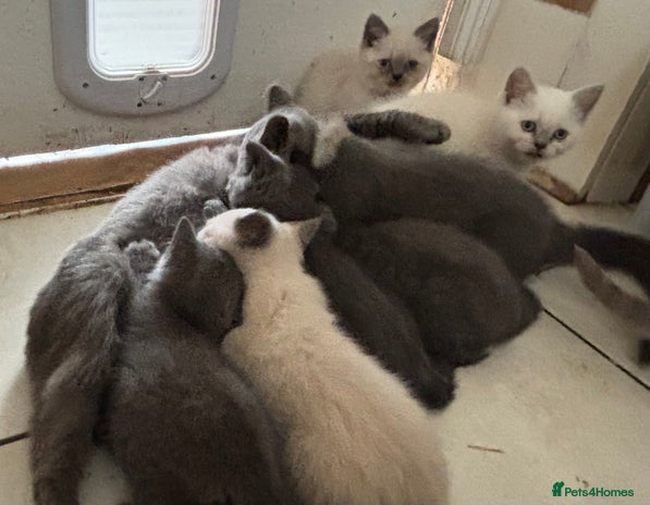 British Shorthair cats - Advert 1