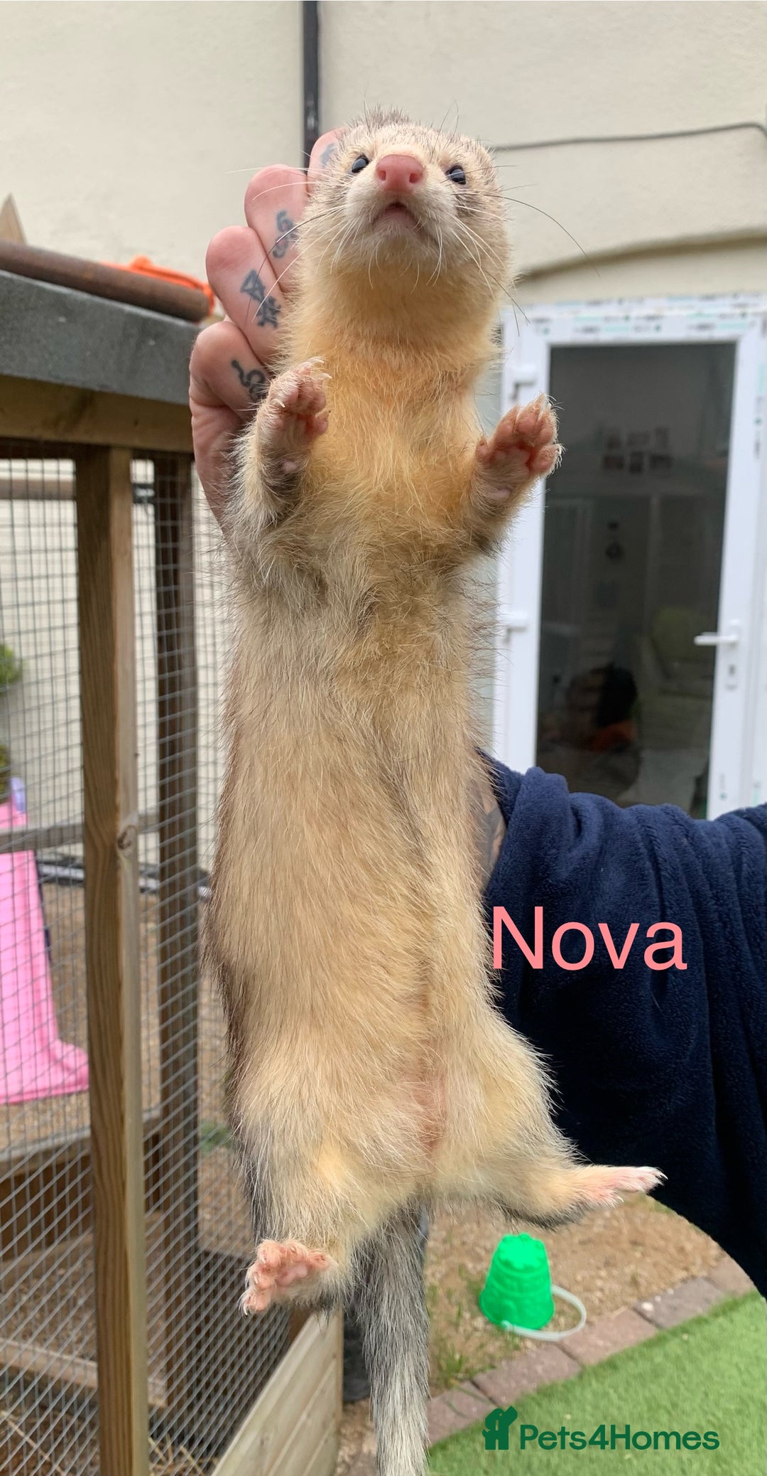 Ferret rodents for sale: Ferret kits and adults of va ages read descr  - Image 17