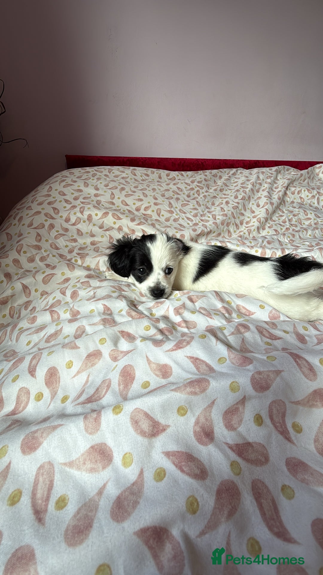 Mixed Breed dogs for sale: Bichon Maltese - Image 5